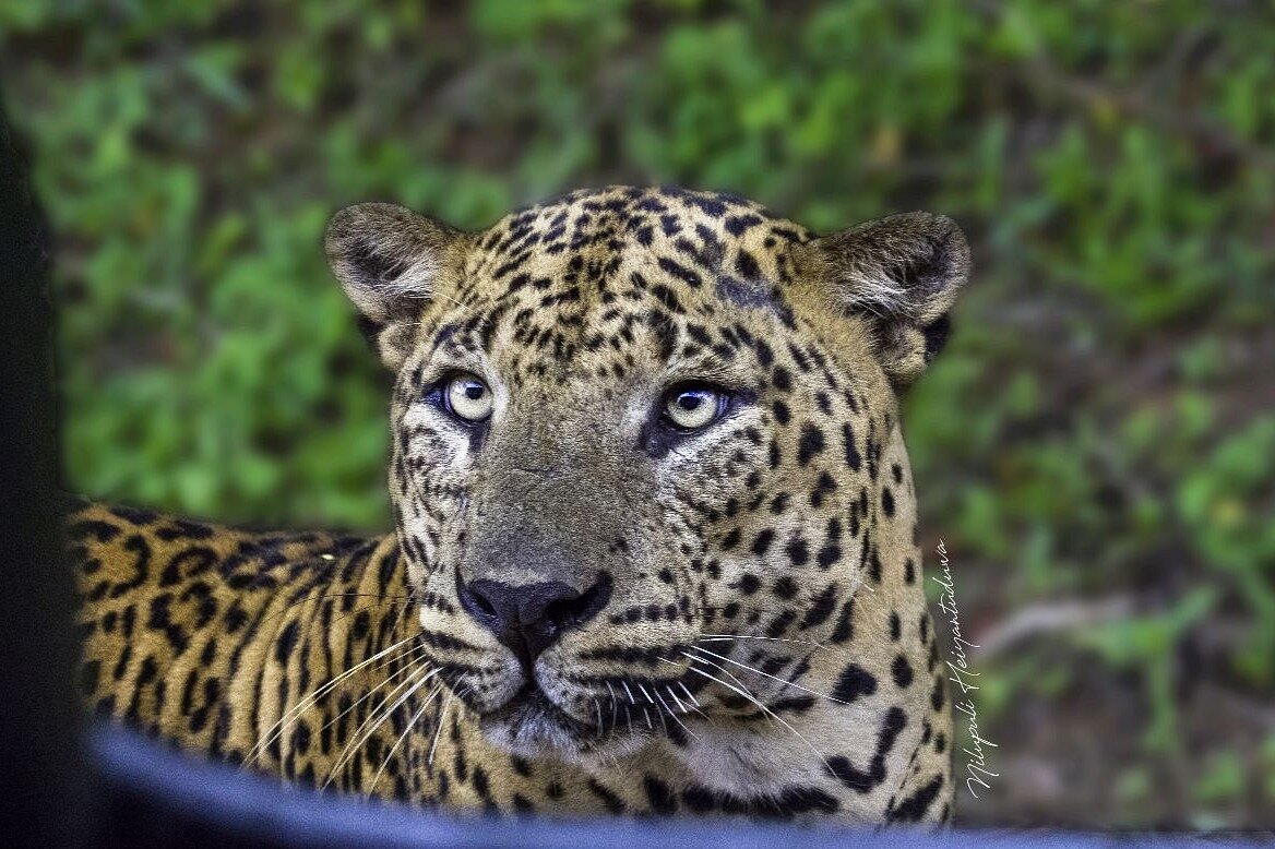 Leopard Eye Safari