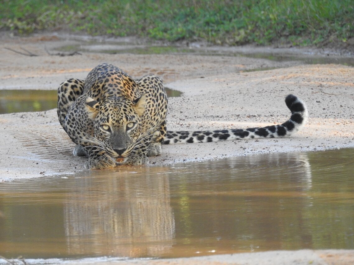 enjoy-your-safari-experience