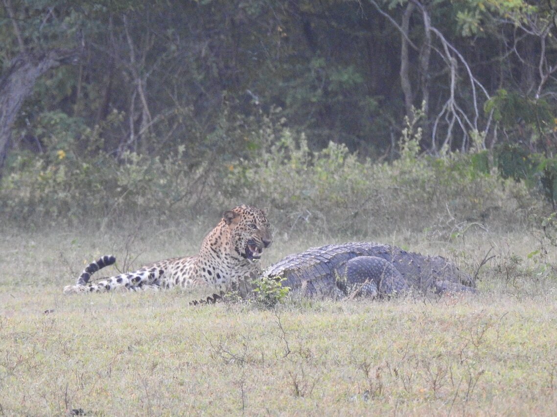 enjoy-your-safari-experience00