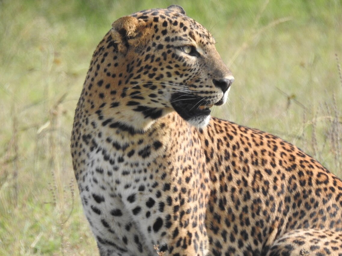 enjoy-your-safari-tour