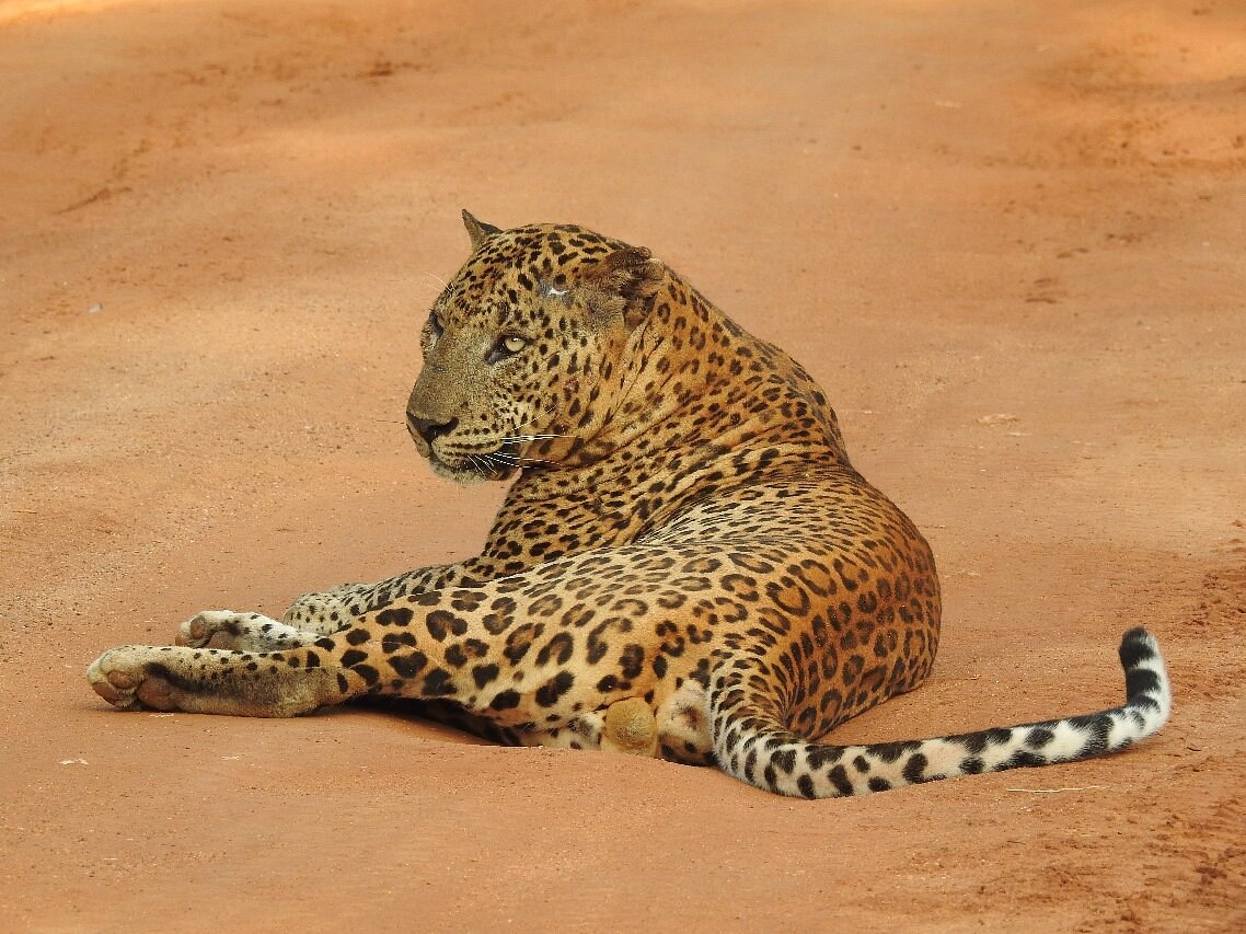 yala-national-park-yala