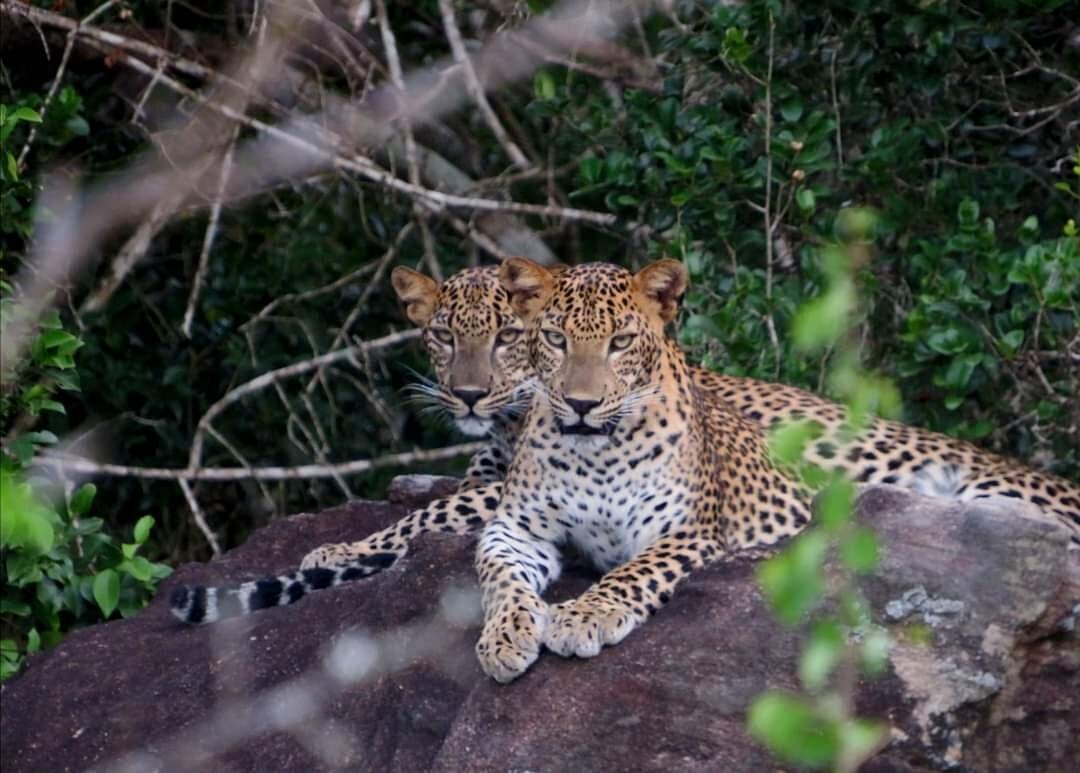 yala-national-park-yalamm