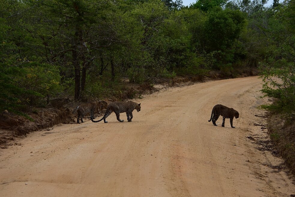 yala-national-park