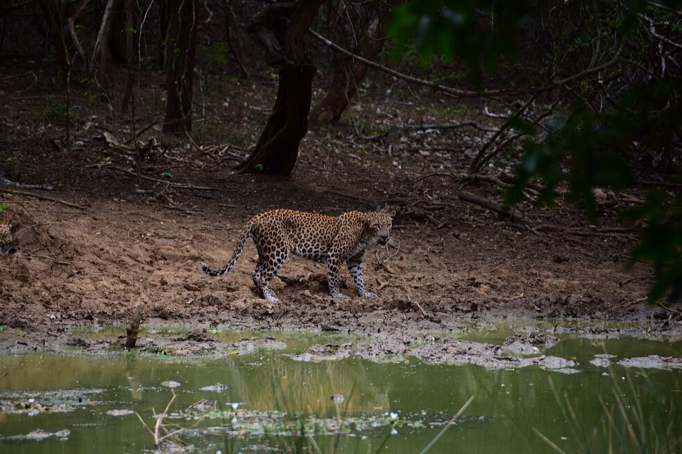 yala-national-park0000