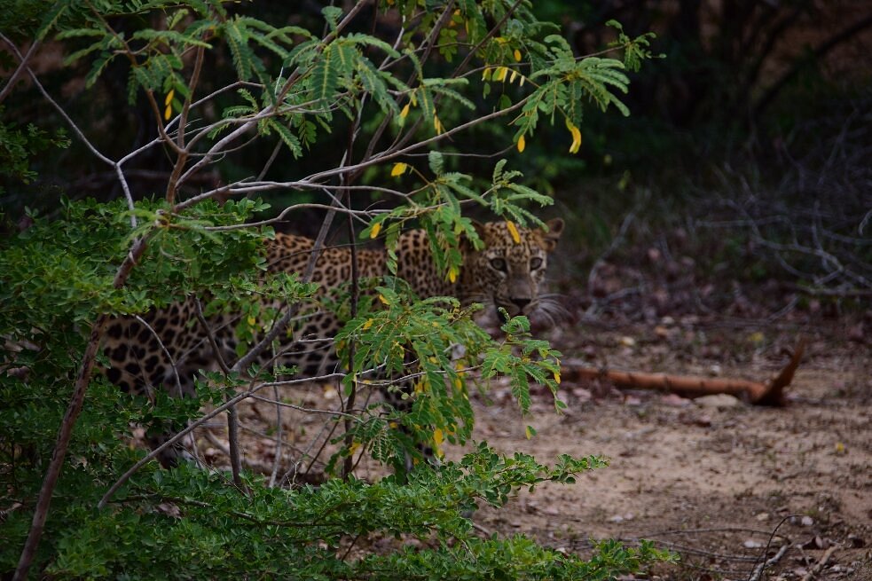 yala-national-park0000000000