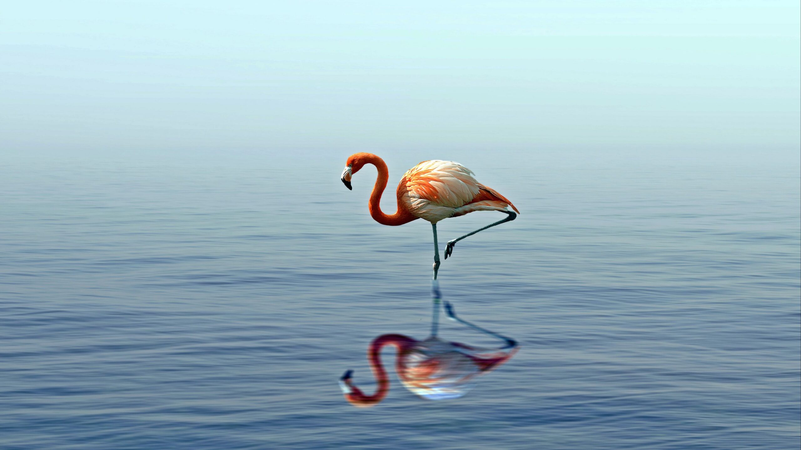 15796-flamingo-reflection-lake-water-bird-stands-4k