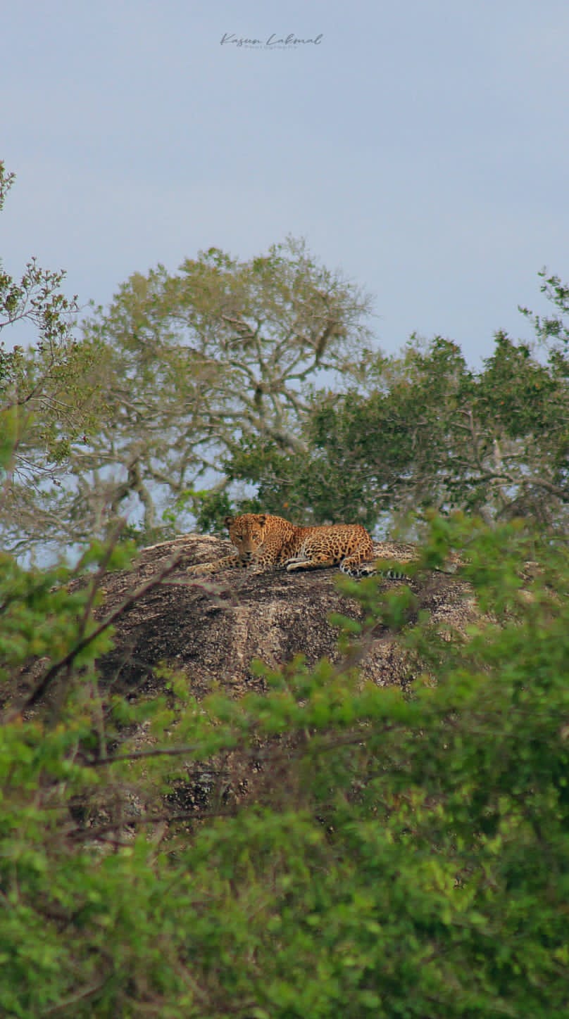 WhatsApp Image 2025-03-11 at 12.44.52 PM