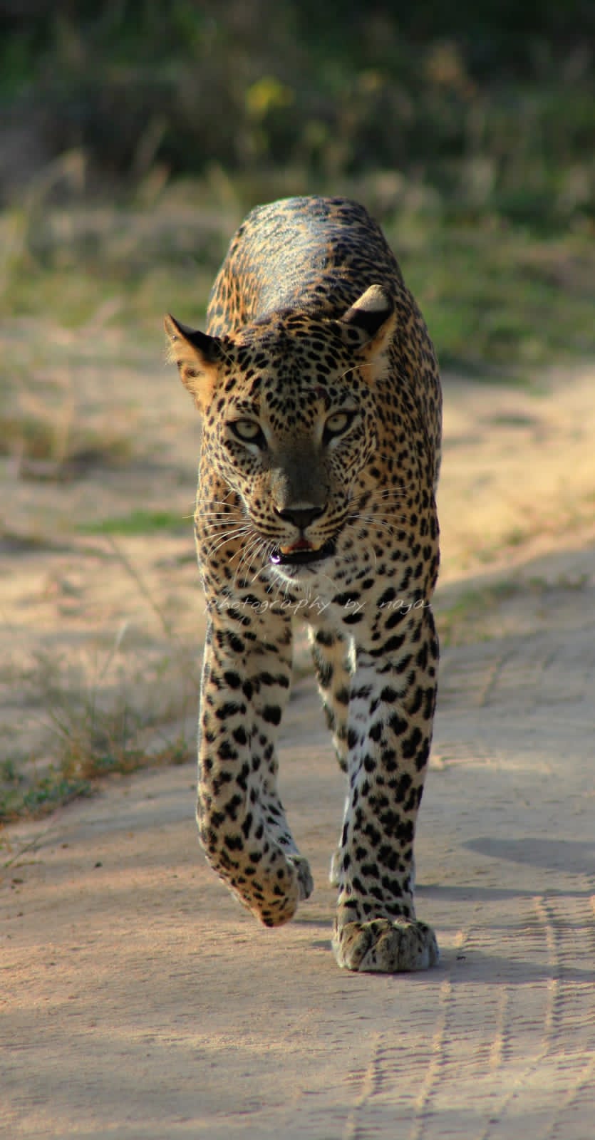 WhatsApp Image 2025-03-11 at 12.45.06 PM(1)