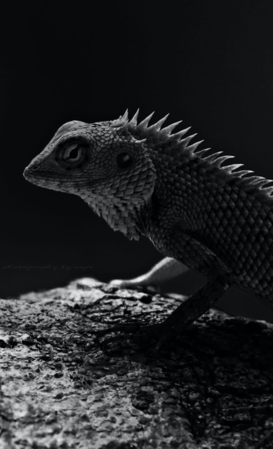 WhatsApp Image 2025-03-11 at 12.45.07 PM