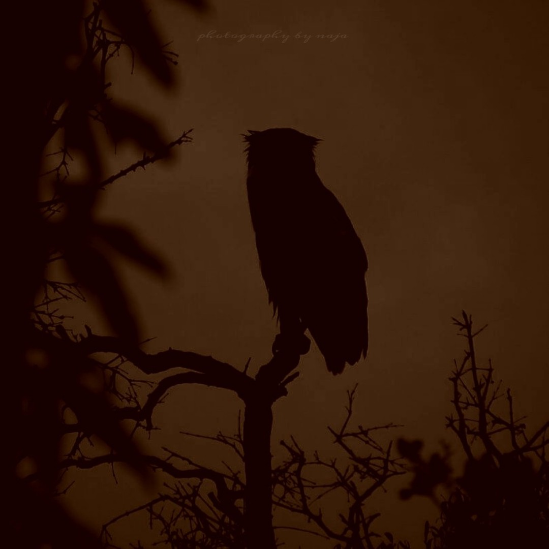 WhatsApp Image 2025-03-11 at 12.45.09 PM