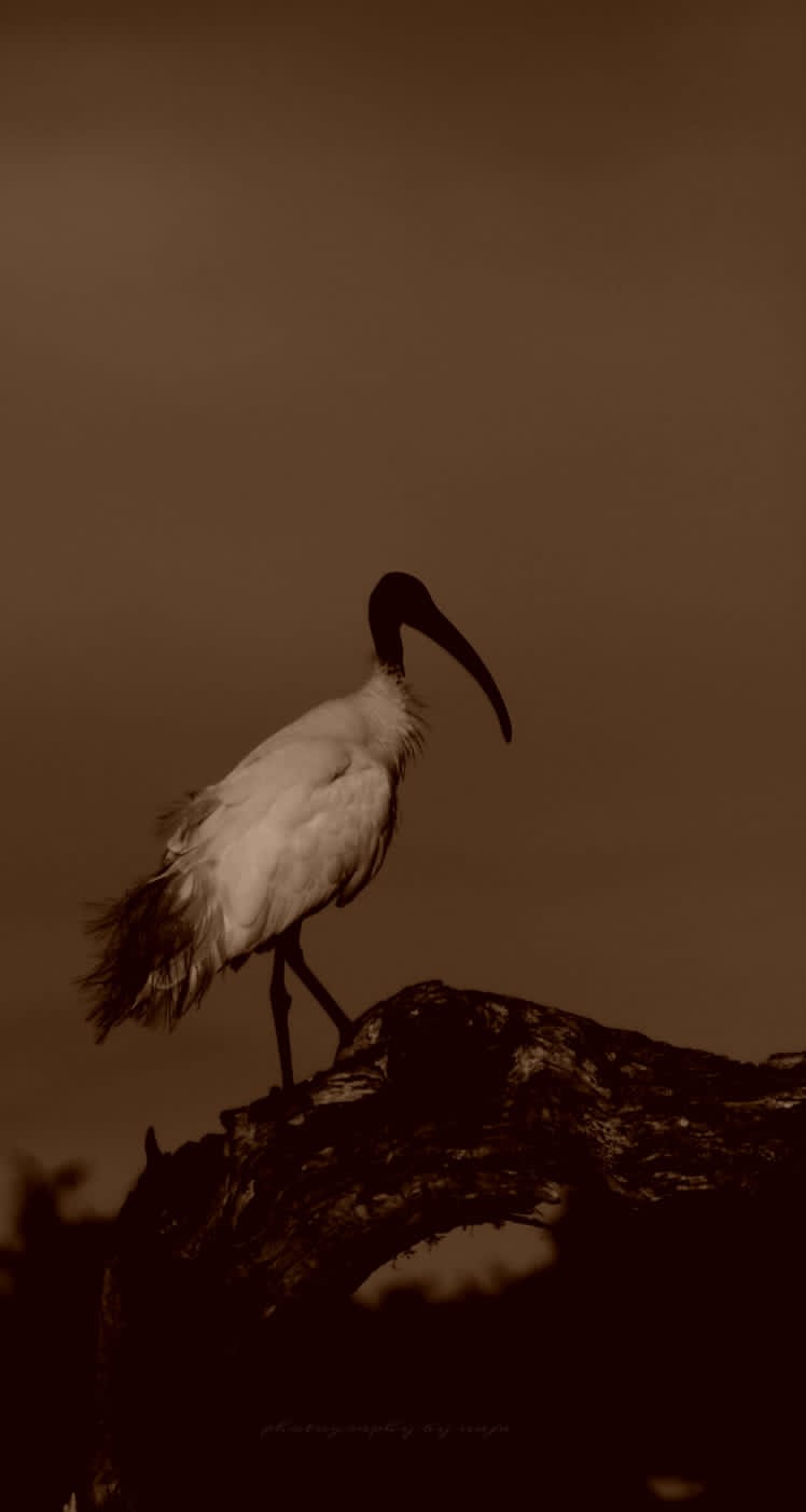 WhatsApp Image 2025-03-11 at 12.45.13 PM(1)